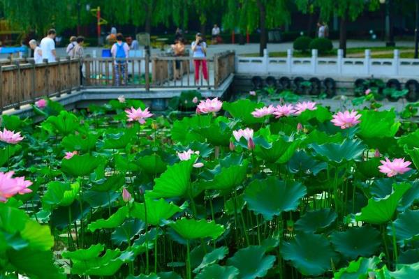 蓮花池公園景觀設(shè)計(jì)（蓮花池公園景觀設(shè)計(jì)理念）