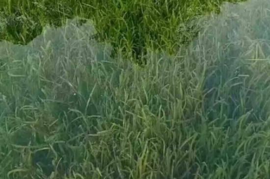常見100種植物介紹（100種寓意好的植物名字）
