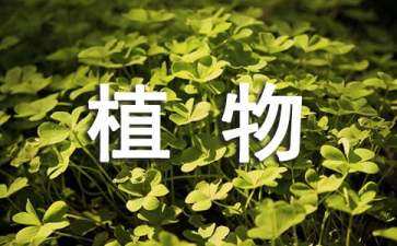 植物季相景觀設(shè)計(jì)案例