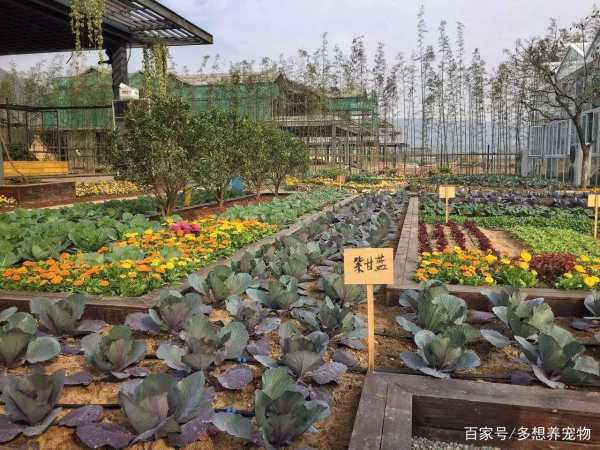 200平私家花園景觀設(shè)計(jì)（200平米私家花園實(shí)景圖）