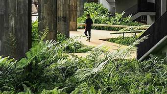 雨林景觀設(shè)計(jì)步驟（雨林景觀效果圖）