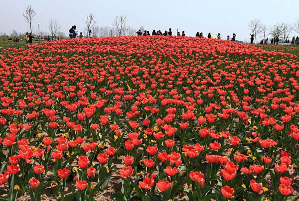 花海的景觀設(shè)計(jì)（花海的景觀設(shè)計(jì)圖片）