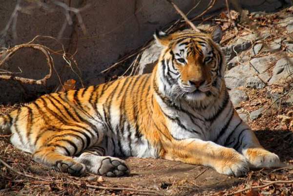 動物園入口景觀設(shè)計(jì)（動物園入口景觀設(shè)計(jì)方案）