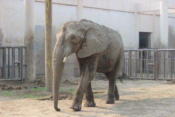 動物園入口景觀設(shè)計(jì)（動物園入口景觀設(shè)計(jì)方案）