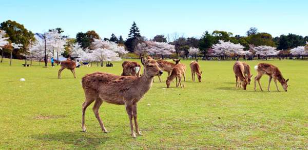 奈良公園景觀設(shè)計（奈良 公園）