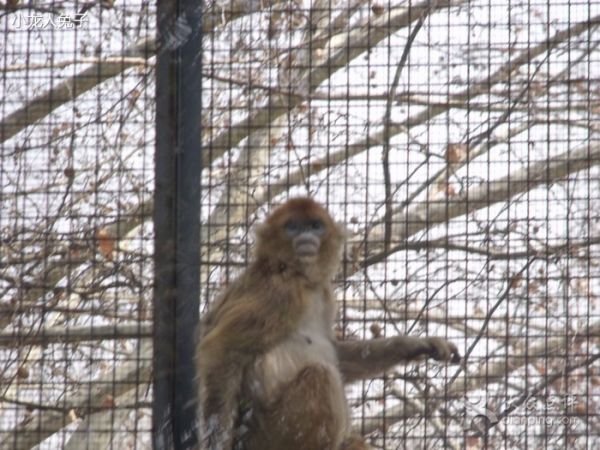 動物園入口景觀設(shè)計(jì)（動物園入口景觀設(shè)計(jì)方案）