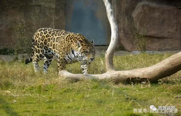 瀏陽河婚慶公園景觀設計（瀏陽河婚慶公園景觀設計招標）