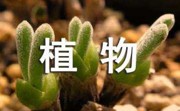 景觀(guān)設(shè)計(jì)種樹(shù)原則（景觀(guān)設(shè)計(jì)種樹(shù)原則有哪些）