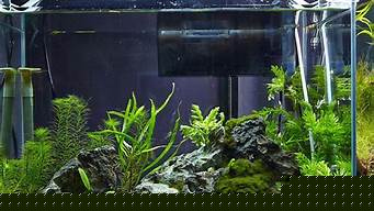 水族景觀設(shè)計(jì)原則有哪些