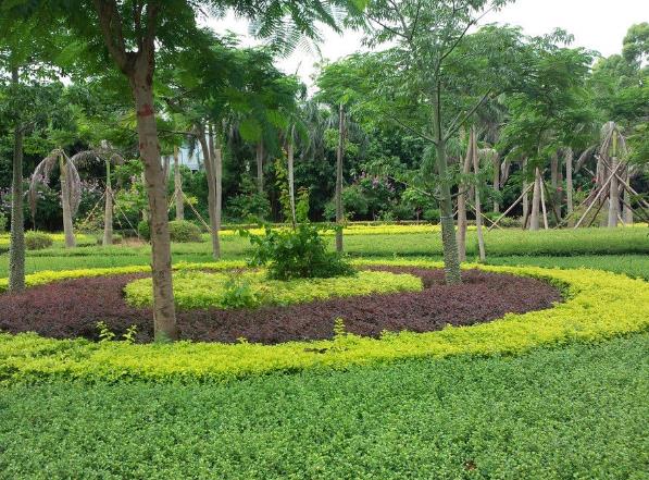 小區(qū)綠化常用植物