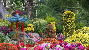 菊花花境景觀設(shè)計（菊花花境景觀設(shè)計圖）