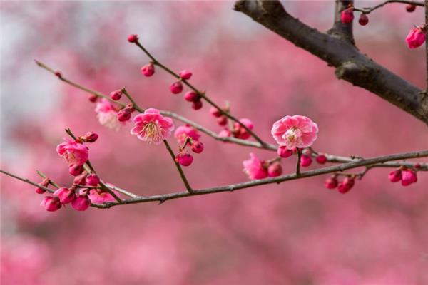 梅花梅嶺景觀設(shè)計（梅花嶺圖片）