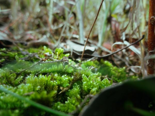 苔蘚微景觀設(shè)計（苔蘚微景觀設(shè)計理念）