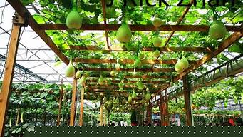 蔬菜景觀設(shè)計(jì)（蔬菜景觀設(shè)計(jì)圖片）