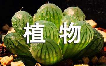 植物景觀設(shè)計孤植