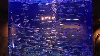 水族館墻面景觀設(shè)計(jì)