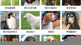 世界聰明犬排行榜（世界聰明犬排行榜前十適合家里）