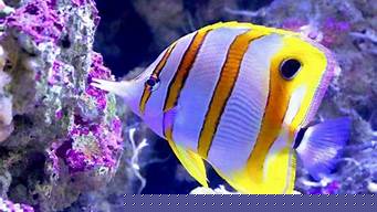 熱帶魚壽命排行榜（熱帶魚壽命排行榜前十名）
