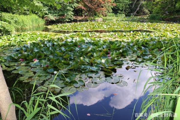 院子魚池景觀設(shè)計(jì)圖紙大全