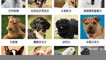 名犬價(jià)格排行榜（名犬價(jià)格排行榜前十名）