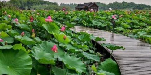 蘇州旅游景觀設計作品集（蘇州有哪些景觀設計公司）