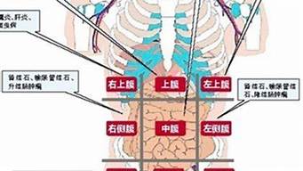 人體左下（人體左下腹是什么器官）