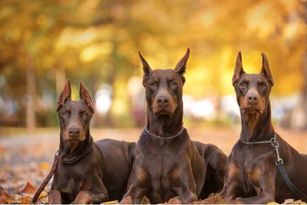 牧羊犬智商排行榜（牧羊犬智商排行榜最新）