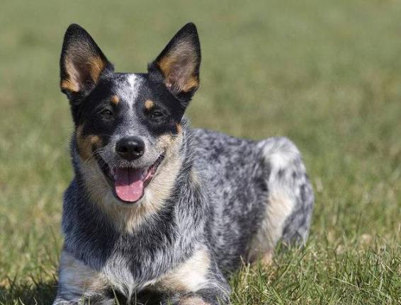 牧羊犬智商排行榜（牧羊犬智商排行榜最新）